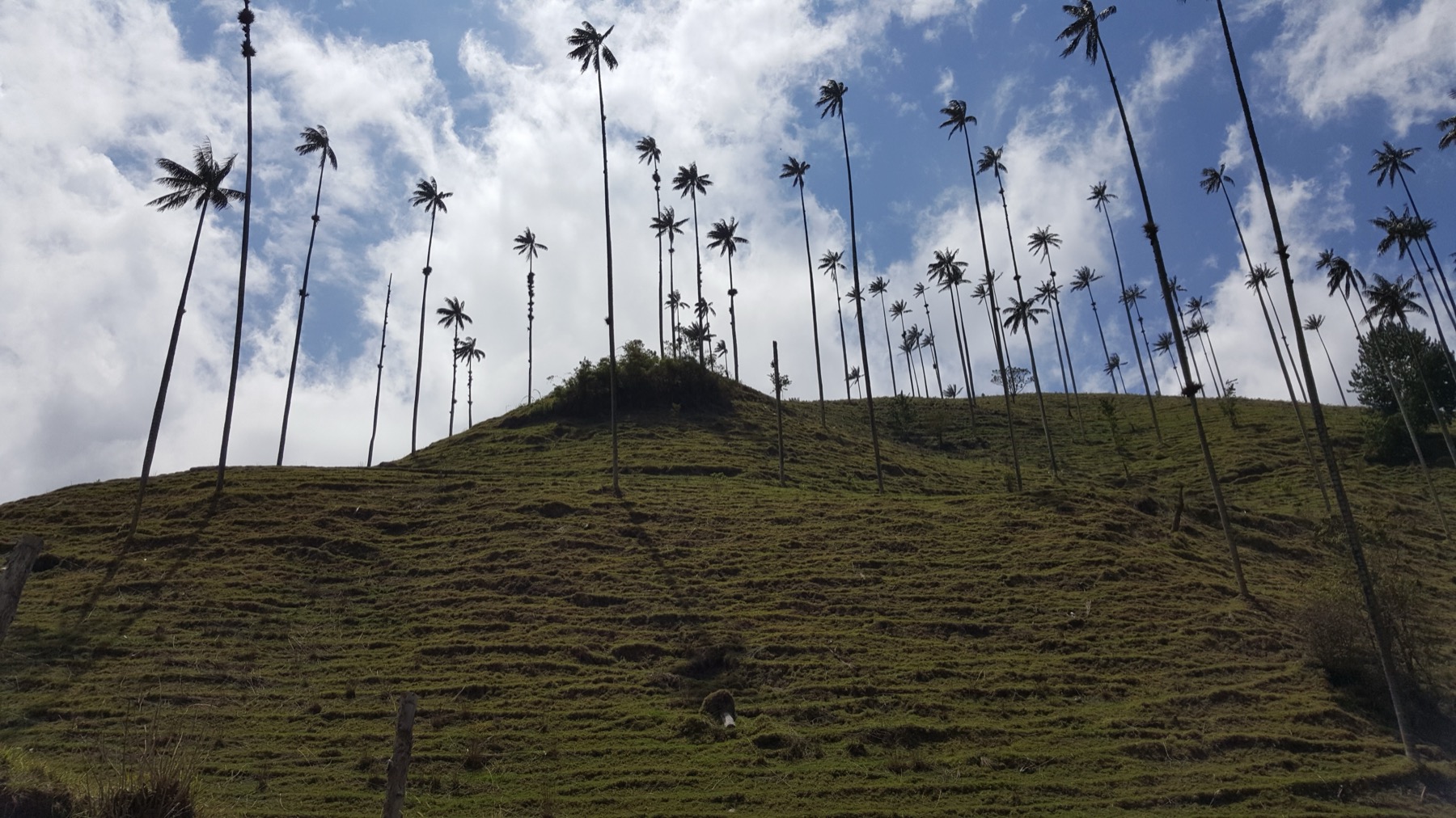 Palmas de cera del Valle del Cocora, en Salento, Quindío