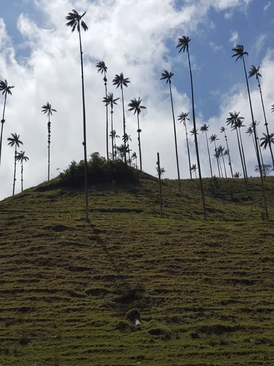 Palmas de cera en el Valle de Cocora